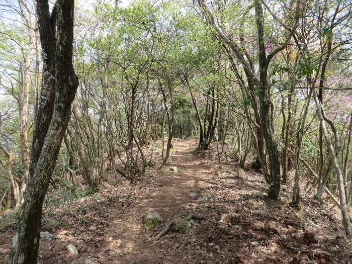 丹波市氷上町/向山連山を散策