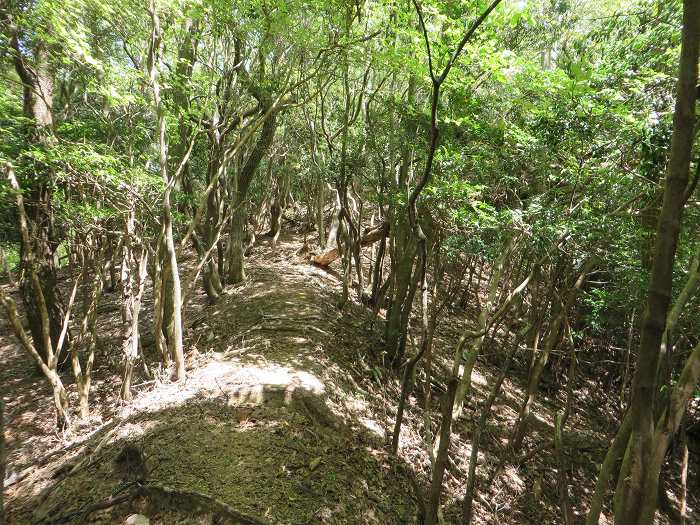 篠山市曽地奥/高嶽～中山を散策