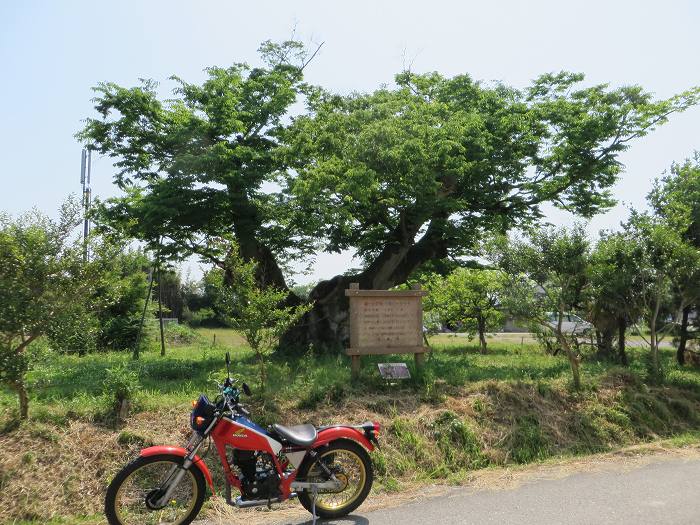 豊能郡/棚田・大ケヤキ～箕面市/勝尾寺～茨木市/総持寺をバイク走り