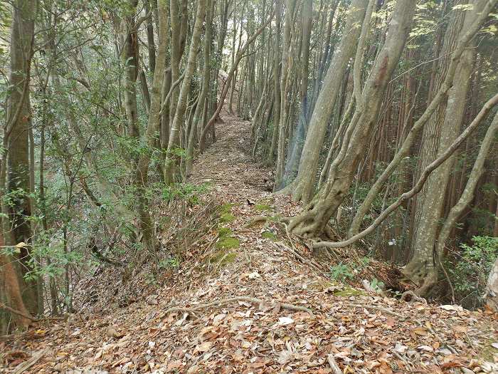 篠山市小枕/火打ヶ嶽～天王峠～虚空蔵山～殿町/法光寺山を散策