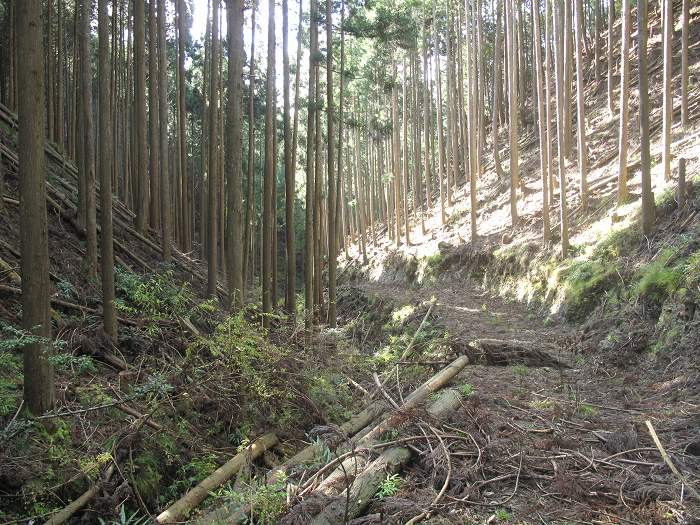 篠山市大山下/大谷山～大山上/井谷山を散策