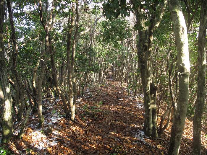 福知山市三和町/鹿倉山～八川山を散策