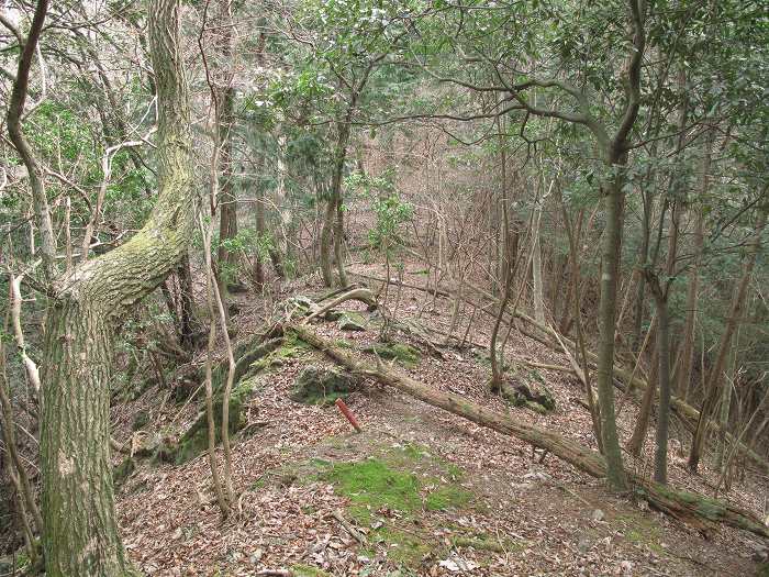 篠山市本郷/サル谷～殿山を散策