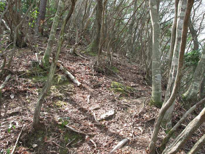 篠山市不来坂/御狩山を散策