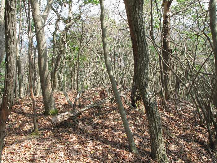 篠山市不来坂/御狩山を散策