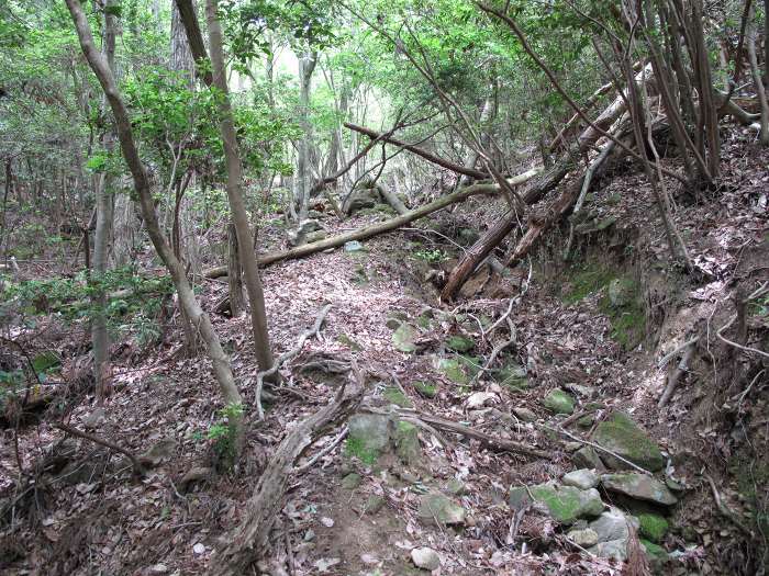 篠山市油井/石山～西ヶ洞山を散策