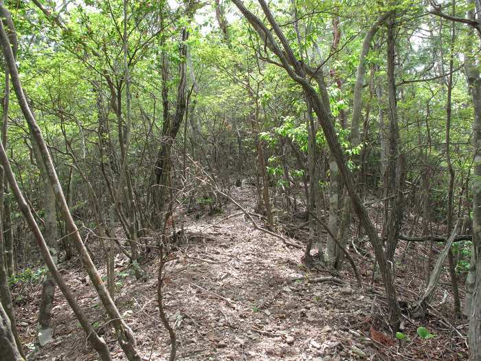 篠山市油井/石山～西ヶ洞山を散策