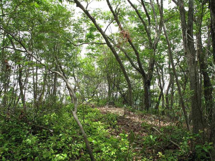 篠山市油井/石山～西ヶ洞山を散策