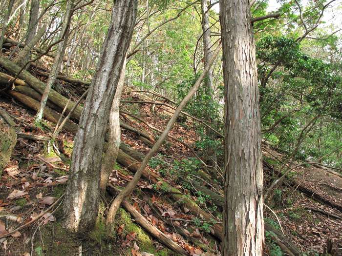 篠山市野々垣/寺山～小多田/天狗山を散策