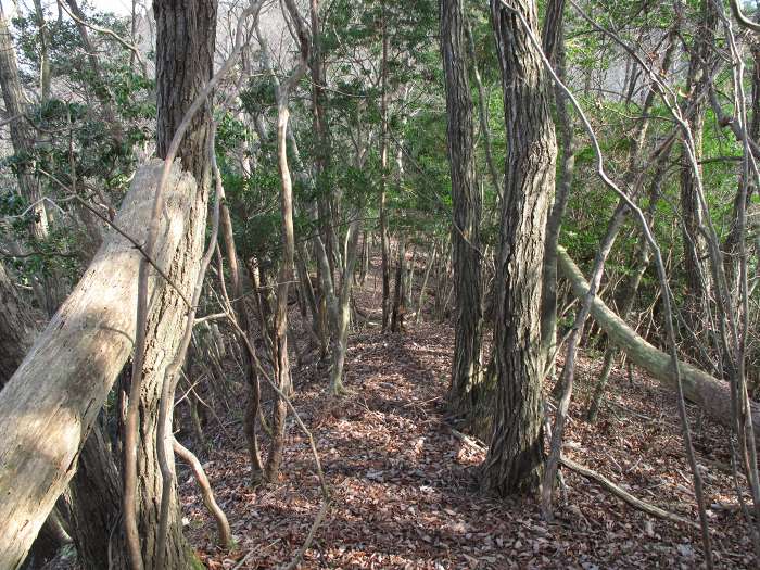 篠山市新荘/前山･馬地山～市野々/モロケ谷の頭～宮代/是次を散策