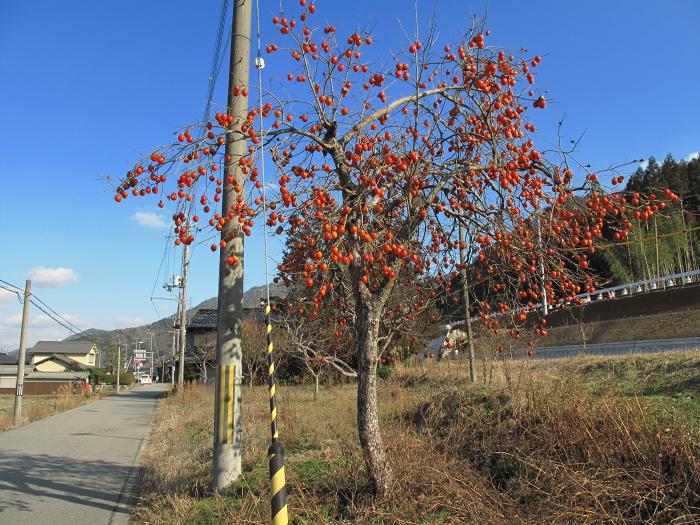 篠山市古市/中山～住山/倉谷山・寺谷山を散策