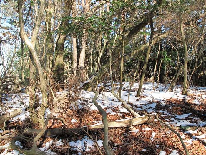 篠山市曽地奥/中山～高嶽を散策