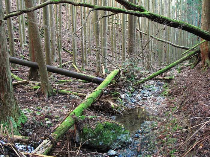 篠山市曽地奥/中山～高嶽を散策