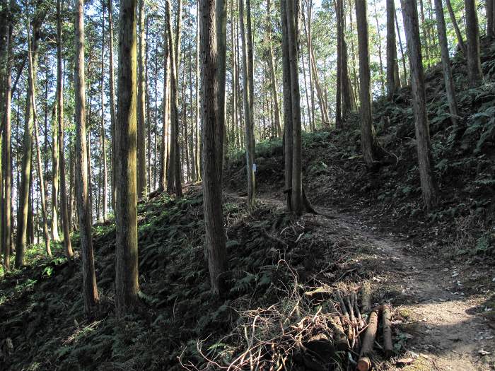 篠山市東吹/東城山～西古佐/火ともし山を散策