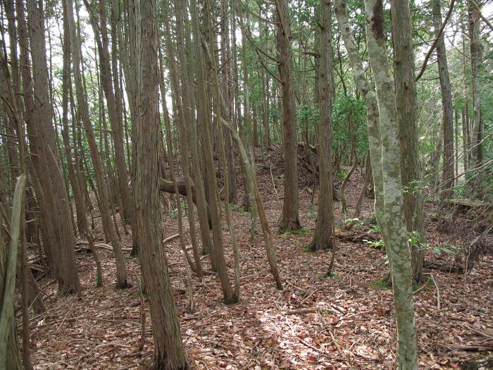 篠山市向井/西尾山～幡路/荒打を散策