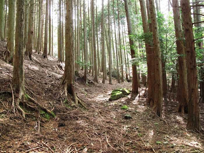 川辺郡猪名川町柏原/大野山を散策