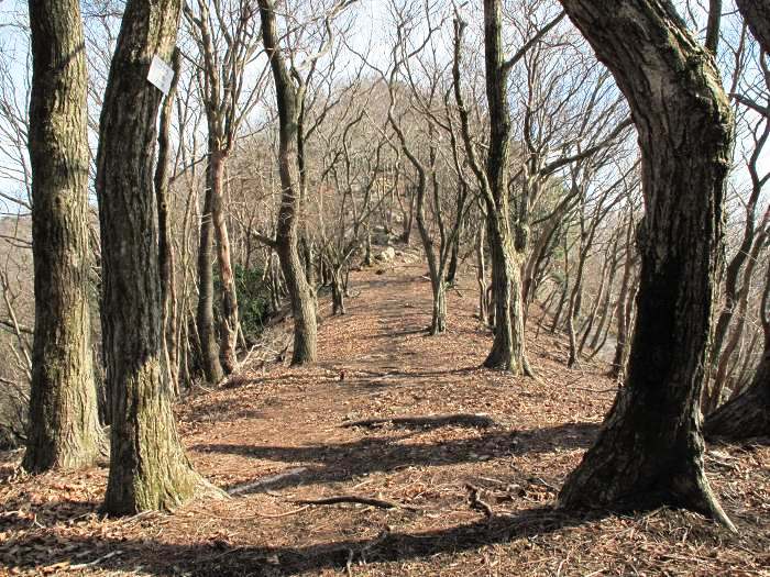 川辺郡猪名川町柏原/大野山を散策