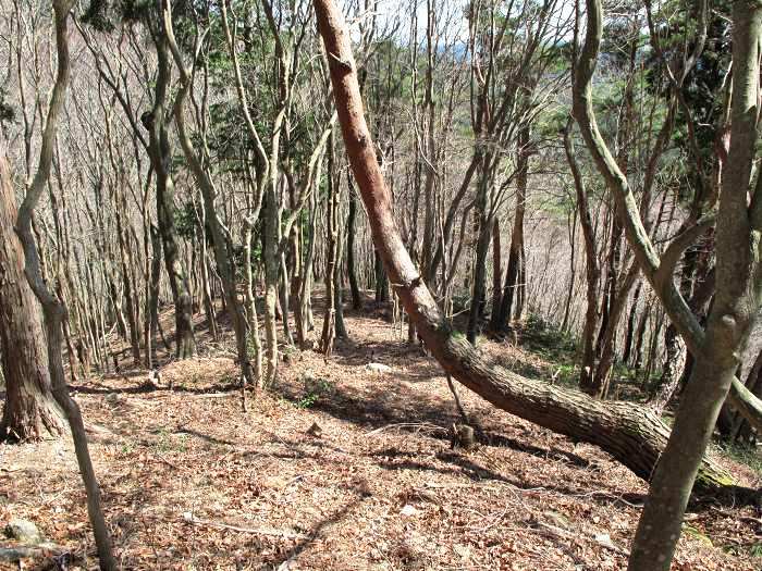 篠山市真南条上/中尾の峰・愛宕山～小枕/宮ヶ谷山を散策