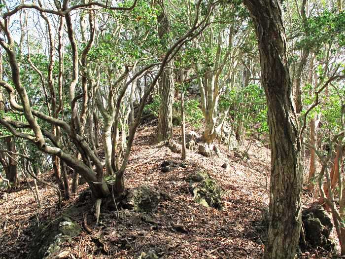 篠山市真南条上/中尾の峰・愛宕山～小枕/宮ヶ谷山を散策