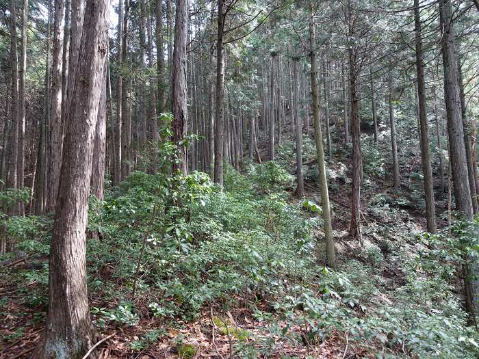 丹波市山南町青田/初原～山中～天狗山～学所を散策