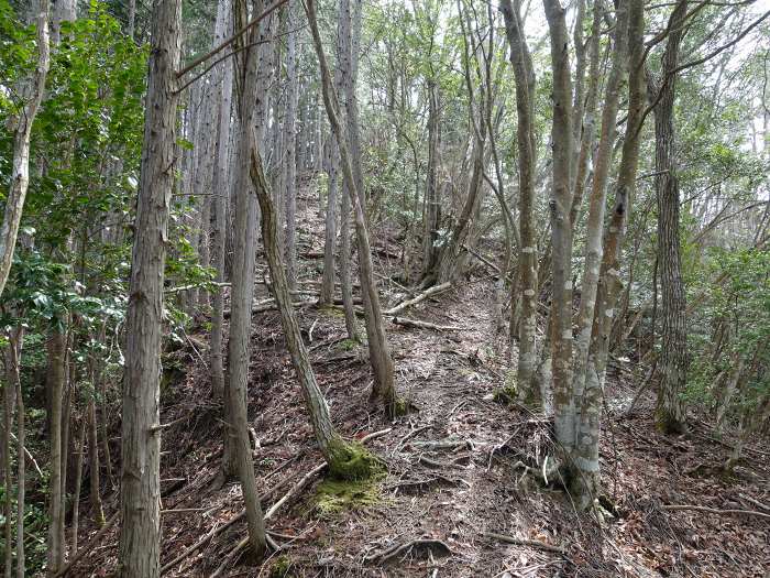 丹波市山南町青田/初原～山中～天狗山～学所を散策