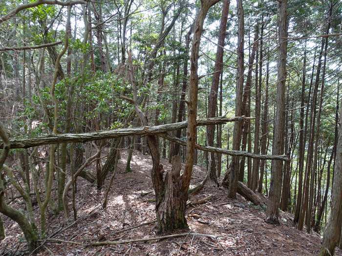 丹波市山南町青田/初原～山中～天狗山～学所を散策