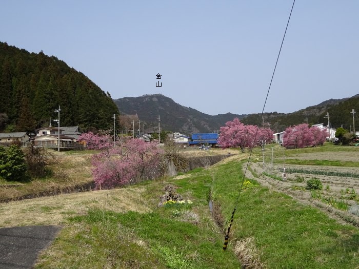 MTBで出発し篠山市街を北へ。大山川土手のオカメザクラが満開になっていた