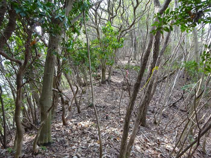 小径は無くなり蟻地獄のような斜面を登って稜線に出る。ここから獅子山へ向けて西へ歩く