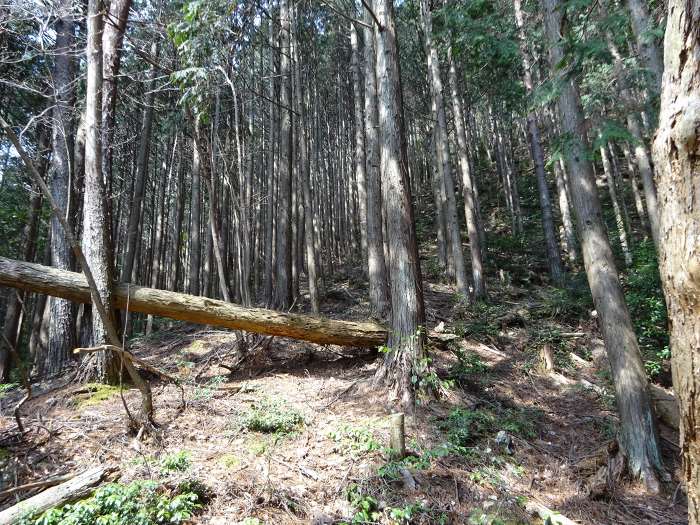 ブッシュの稜線を抜けるとヒノキ林の急斜面になり譲葉山に向かってジグザグに登る