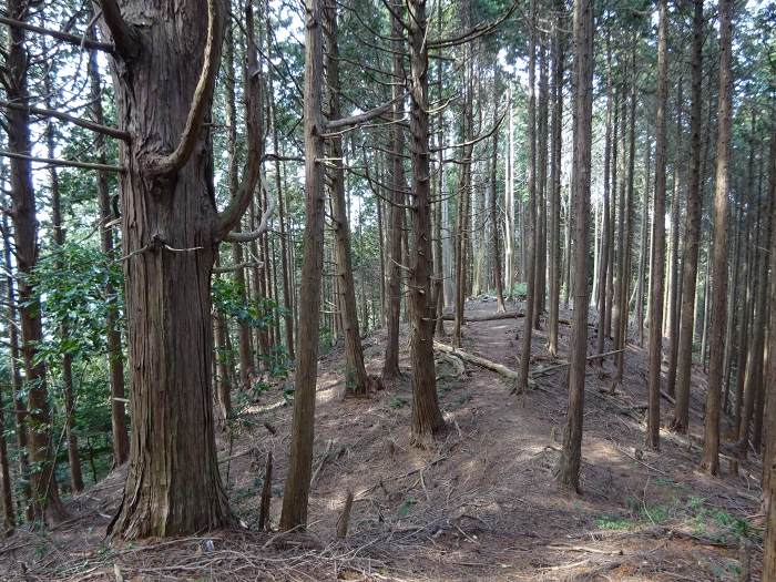 譲葉山から西へ100m行ったら北へ下る。新旧のヒノキを見比べながら歩く尾根道が面白い