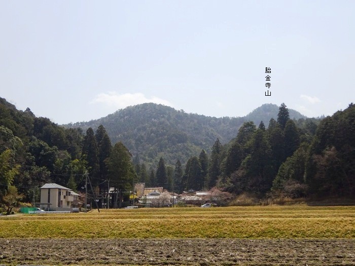 南丹市園部町竹井の摩気神社近くにて。神社の南方に胎金寺山が見えてくる