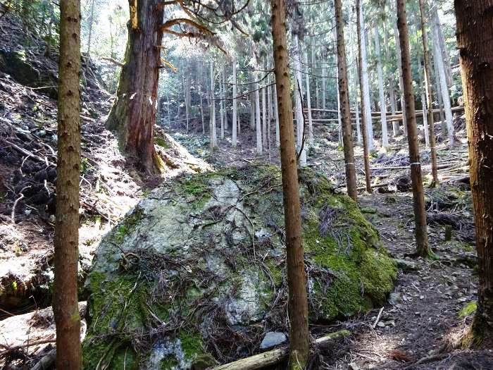 これが天狗杉だろうか、注連縄が張られた巨木がある