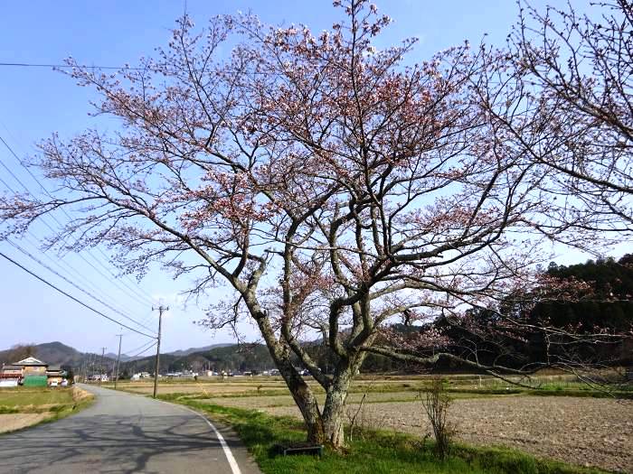 篠山市栃梨地区の桜はどうかなと寄ってみると五分咲きだった