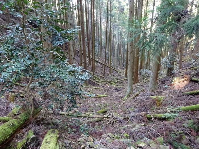 丹波市山南町/テンロク