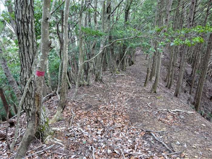 丹波市市島町/虚空蔵山