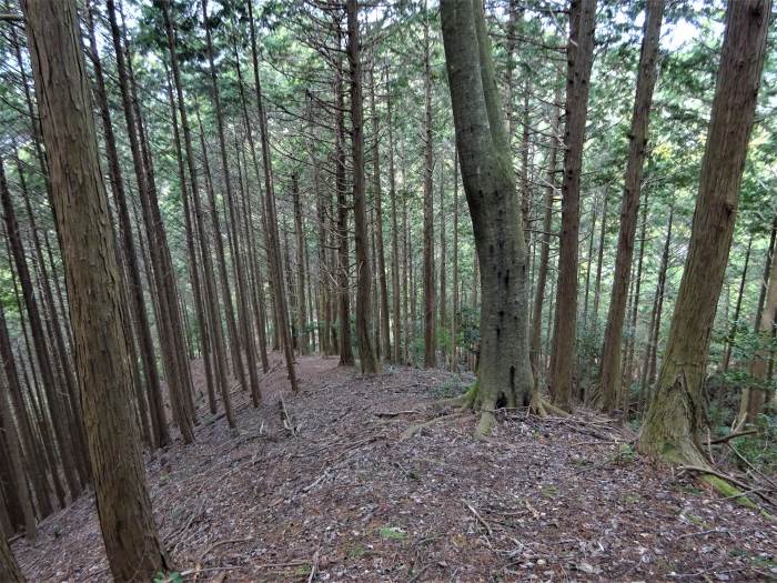 丹波市市島町/虚空蔵山