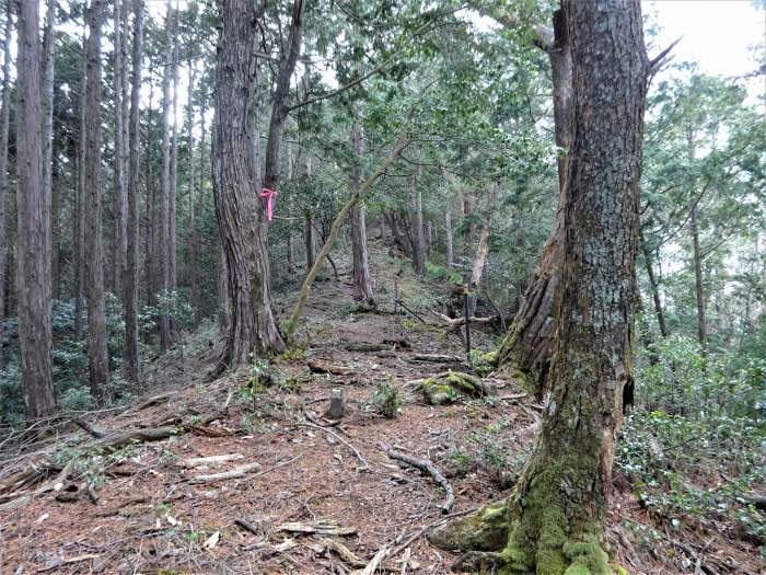 丹波市氷上町/弘浪山