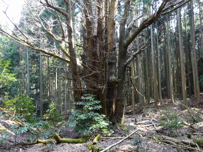 丹波市氷上町/弘浪山