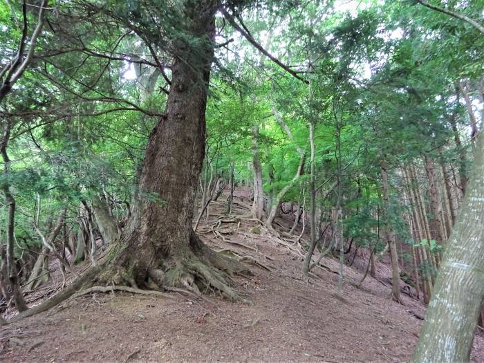 丹波市市島町徳尾/親不知