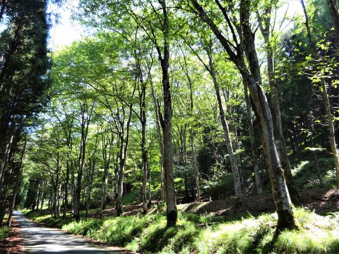 宍粟市波賀町/戸倉峠～養父市尾崎/妙見山