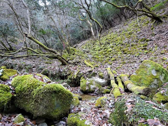 多紀郡四国八十八ヶ所霊場を調査しつつ丹波篠山市/音羽山を散策