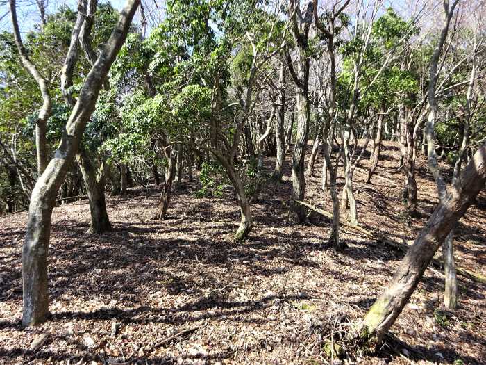 兵庫県丹波篠山市小坂/夏栗山･黒頭峰･三尾山を散策