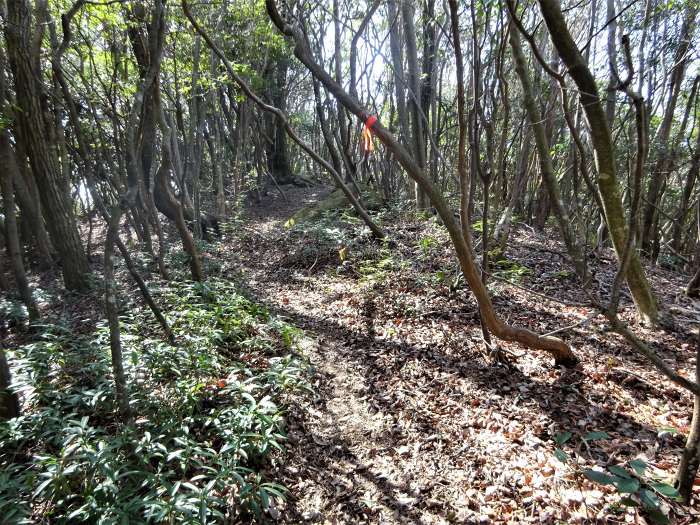 丹波篠山市/西光寺山･洞ヶ山～加東市/加東神山･大峯山を散策