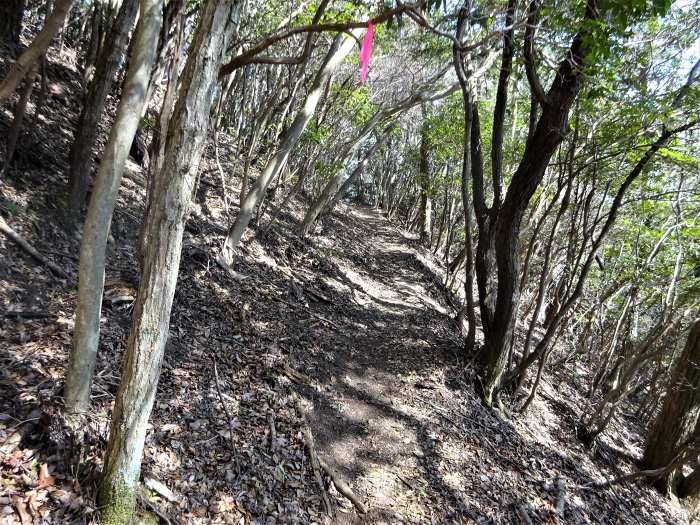 丹波篠山市/西光寺山･洞ヶ山～加東市/加東神山･大峯山を散策