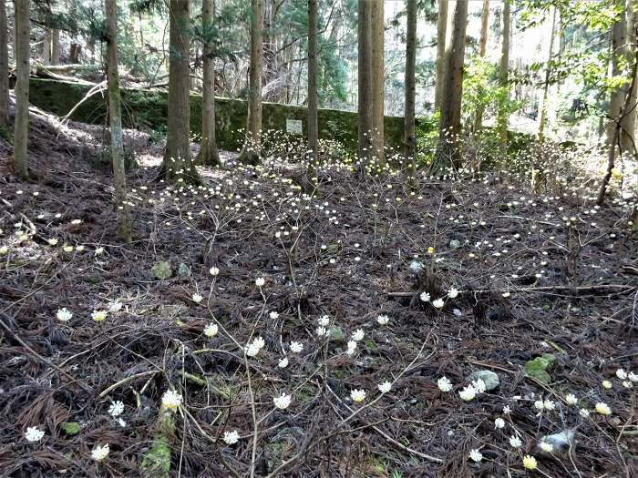 兵庫県丹波篠山市辻/四本杉～曽地中/弥十郎ヶ嶽を散策