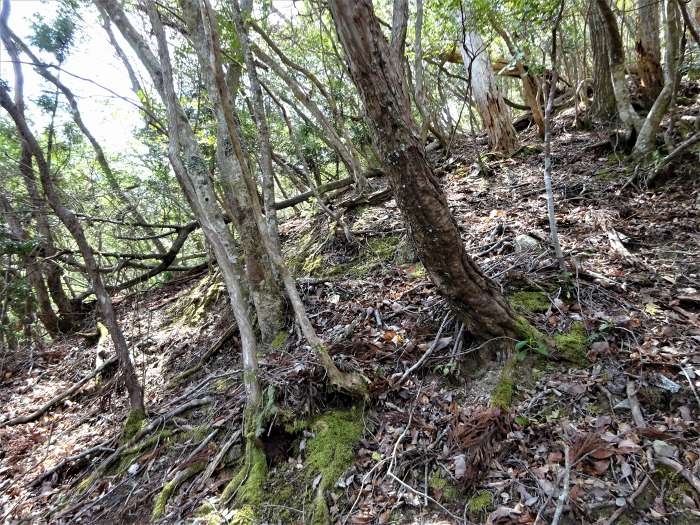 兵庫県丹波篠山市辻/四本杉～曽地中/弥十郎ヶ嶽を散策