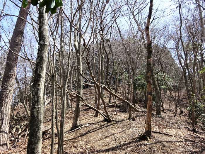 兵庫県丹波篠山市辻/四本杉～曽地中/弥十郎ヶ嶽を散策