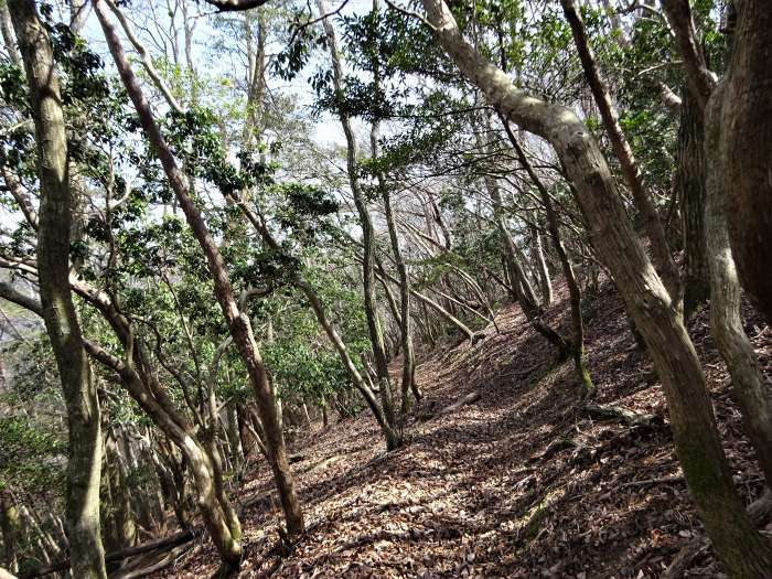 兵庫県丹波篠山市辻/四本杉～曽地中/弥十郎ヶ嶽を散策