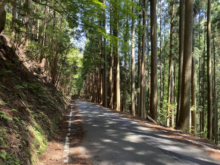 京都府京都市左京区花脊/花脊の三本杉～知世路谷山へバイク走り