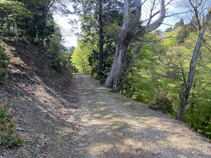 京都府京都市左京区花脊/花脊の三本杉～知世路谷山へバイク走り